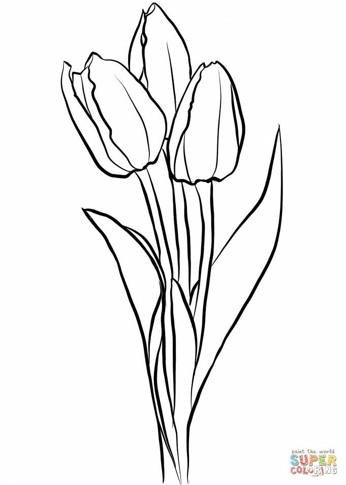 Come Disegnare I Tulipani - Tutorial Di Disegno Facili